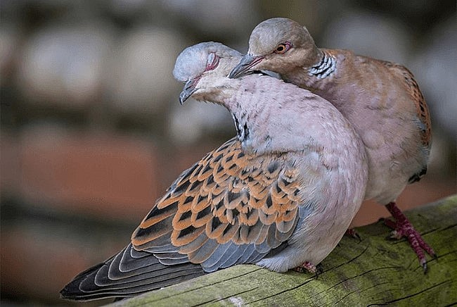 Nuôi chim cu gáy đã có lịch sử khá lâu đời và hiện đang phát triển mạnh ở Việt Nam. 