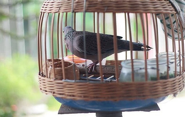 công đoạn ghép đôi cho chim cu gáy cũng cần được thực hiện khéo léo.