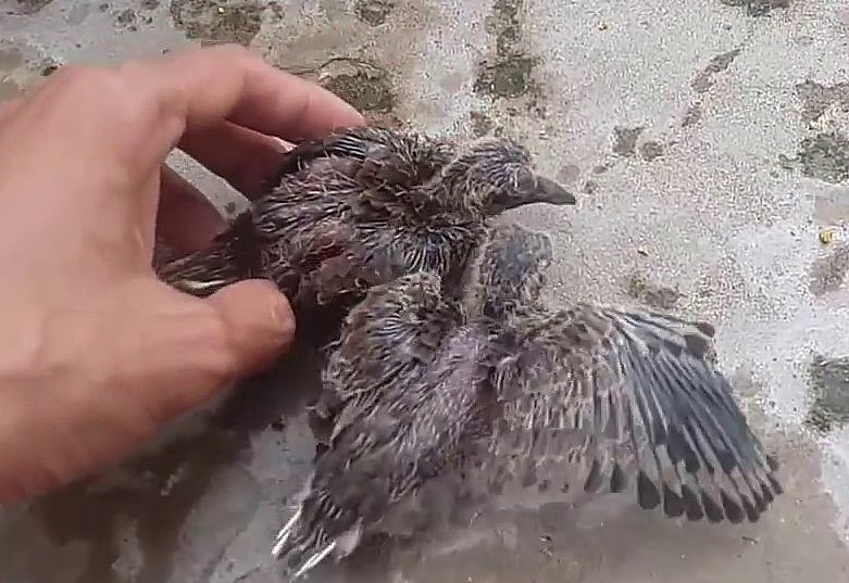 Nên nuôi chim cu gáy từ lúc còn chim non.