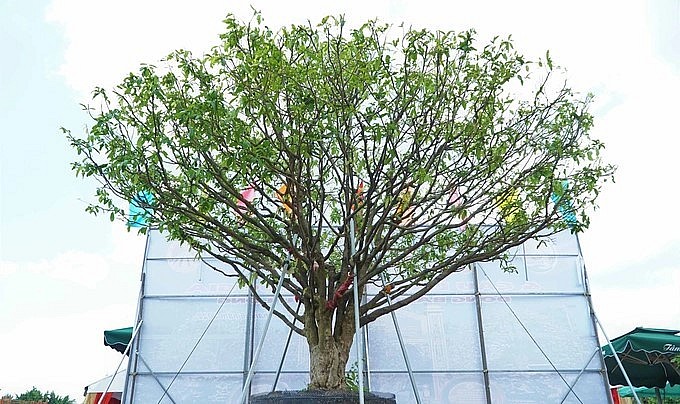 Mai thuộc dáng đa thân, đặc biệt lớp vỏ ngoài xù tự nhiên từ gốc lan đều ra các nhánh. 