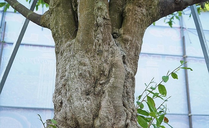 cây mai có chiều cao khoảng 5m, đường kính tán 5m, hoành gốc 1,25m. 