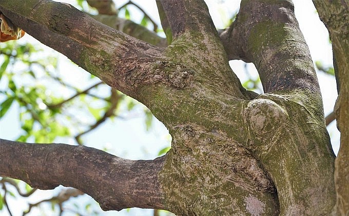 Đây là cây mai vàng cổ bởi thân có nhiều nu, bề hoành đạt 1,25m.