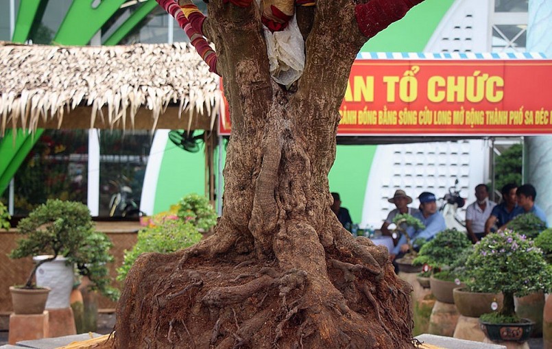 bộ rễ đặc cứng nguyên khối rất lớn phía dưới đất.