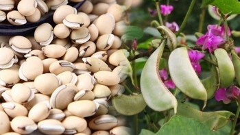 Bạch biển đậu không chỉ được dùng để chế biến món ăn