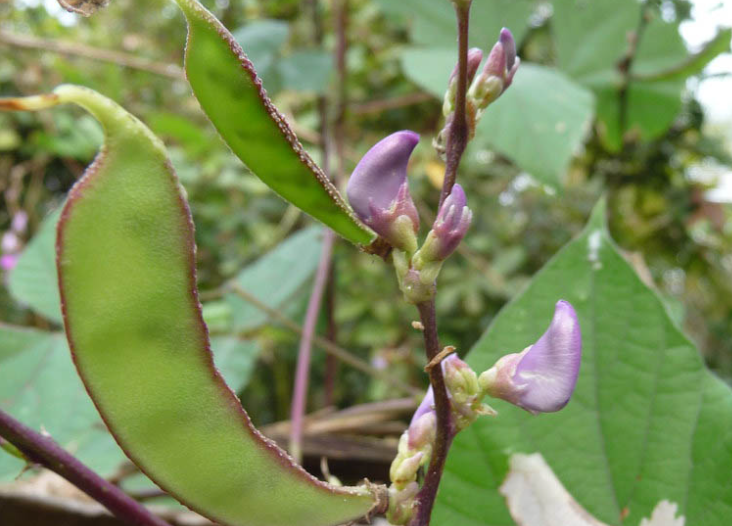 Bạch biển đậu không chỉ được dùng để chế biến món ăn