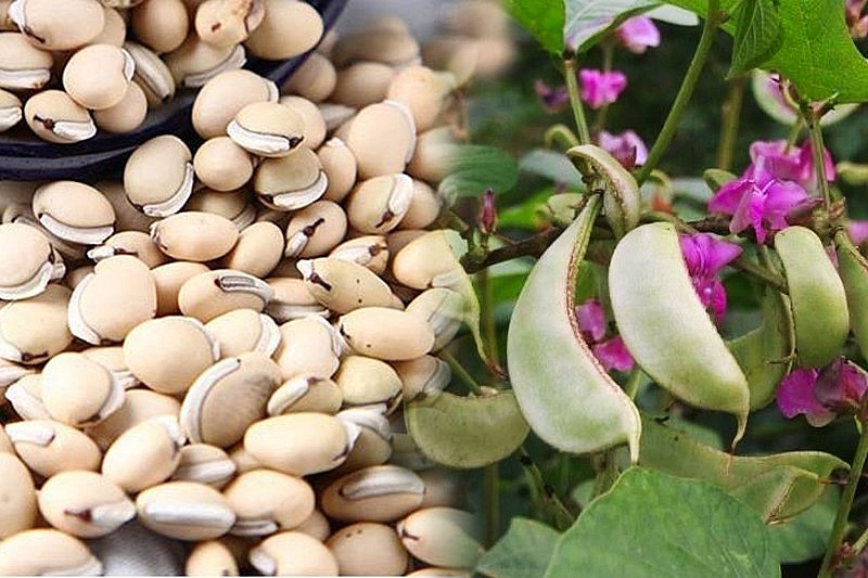 Bạch biển đậu không chỉ được dùng để chế biến món ăn