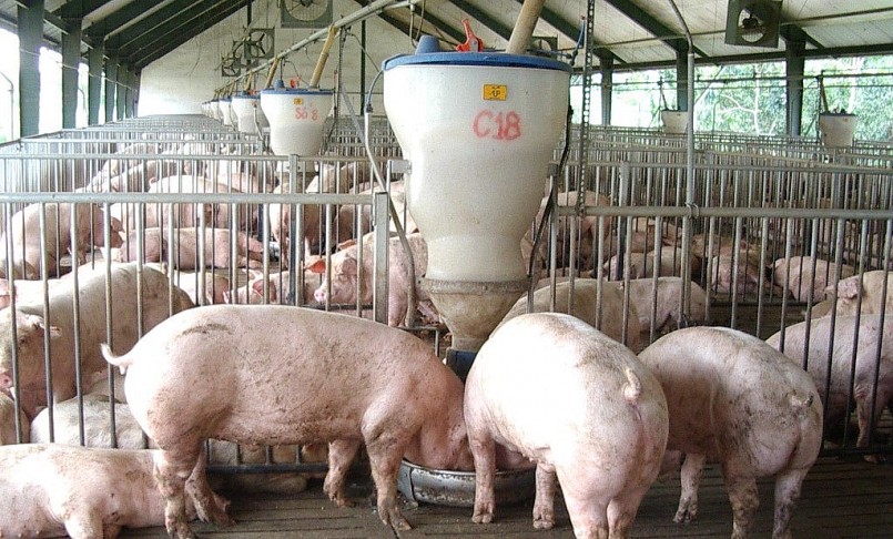 Giá heo hơi hôm nay (22/1) khép lại một tuần có những diễn biến phức tạp trên thị trường thịt heo.