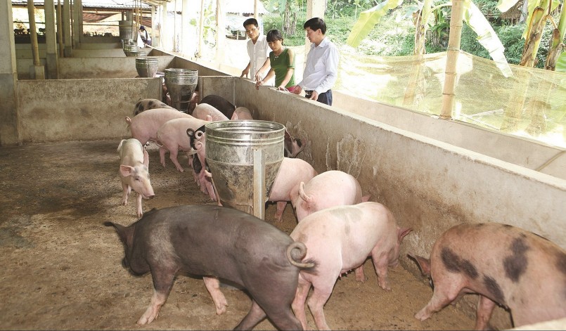 Giá heo hơi hôm nay ghi nhận một năm nhiều nỗ lực, số lượng heo hơi tăng trưởng ấn tượng.