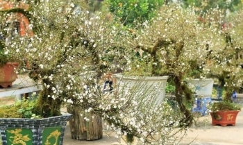 Nhất chi mai quý hiếm cỡ nào mà chỉ thuê đã chục triệu, giá nào cũng không bán?