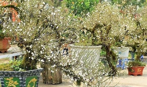 Nói về thú chơi hoa cảnh thì nhất chi mai được xếp vào hàng thượng lưu.