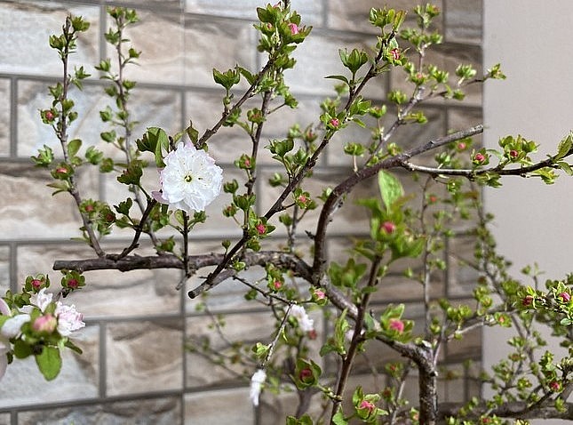 Cây mai trắng đặt trong nhà bài trí theo kiểu hiện đại cũng đẹp, tuy nhiên thích hợp nhất là để ở các gia đình có nội thất đồ cổ hoặc giả cổ.