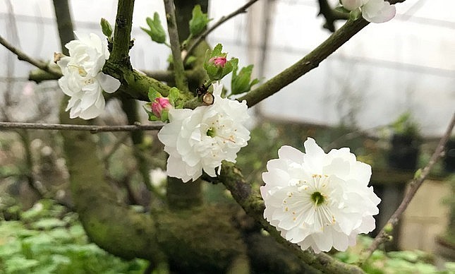 Mệnh danh là thủ lĩnh của các loài mai, hoa nhất chi mai còn có tên là hoa mai trắng, hoa mai tuyết, bạch mai, nhị độ mai hay hàn mai, được lựa chọn là loài hoa đại diện cho mùa xuân, chúng được đưa vào vô số các tác phẩm nghệ thuật và tranh ảnh, nhất là bộ tranh nổi tiếng Mai - Lan - Cúc - Trúc.
