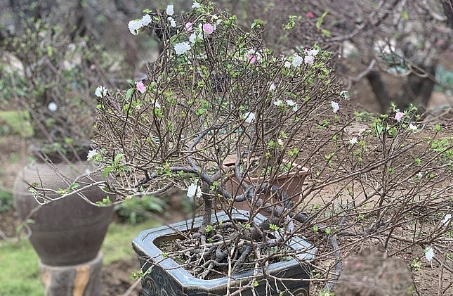 Thời điểm này, tại làng Nhật Tân, Hà Nội - nơi còn lưu giữ nghề trồng nhất chi mai, những bông hoa trắng muốt đã chớm nở, xen kẽ những chồi lộc xanh tươi nghênh đón xuân về.