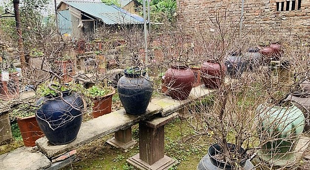 Theo chủ vườn tại làng Nhật Tân, thân và cành mai nhỏ, giòn, rất khó tạo dáng, thế nên những cây được tạo thế công phu sẽ rất đắt giá. Người chơi mai trắng có thể lựa chọn một trong các dáng như dáng trực thể hiện sự chính trực, mạnh mẽ.