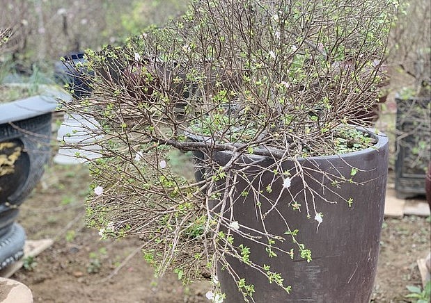 Dáng huyền nghiêng về một phía như những cây tự nhiên mọc ra từ vách núi; dáng tam đa phát triển từ một gốc chung sau đó phát ra 3 tán xoay quanh thân có ý nghĩa mang đến tài lộc vận may cho gia chủ.