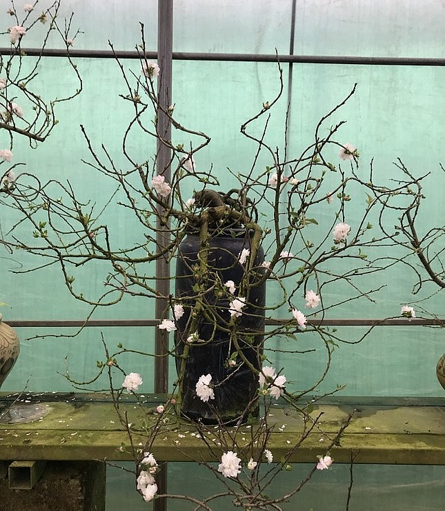 Anh Hoàng Hiếu (Tứ Liên, Hà Nội) cho biết, một trong những điều thú vị của nhất chi mai đó là đặc tính nở hai hoa lần. Hoa nở lần đầu vào dịp Tết. Sau đó, người sành chơi hoa biết cách tuốt lá, bấm cành sửa dáng thì mai sẽ tái nở. Mai nở lần hai vào khoảng tháng 2 âm lịch.