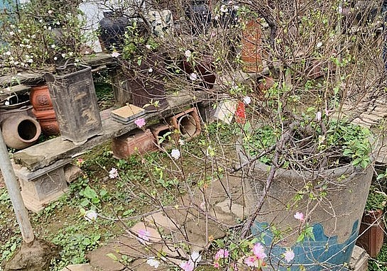 Theo chủ vườn, nhất chi mai có giá từ 1,5 triệu đồng/chậu. Những gốc mai cổ, nhà vườn chỉ cho thuê chứ không bán. Giá thuê của những gốc mai quý này có thể lên tới cả chục triệu vài ngày Tết.