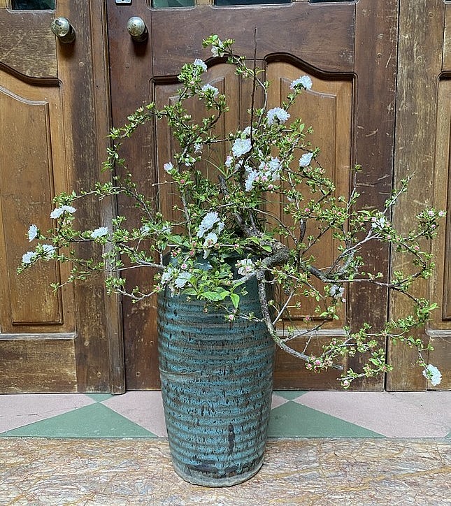 Những cây mai được rao bán trên chợ mạng thường giá rẻ.Dáng của các cây này chủ yếu là dáng trực, gốc còn non. Với giá cả phải chăng, mai trắng đã được nhiều người mua về trưng dịp Tết năm nay.