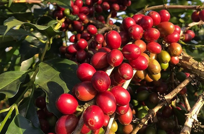 Giá nông sản hôm nay (22/1), giá cà phê trong nước tuần qua dao động trong khoảng 40.600 - 41.200 đồng/kg. 