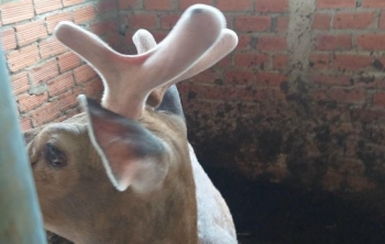 Nuôi con đặc sản quý hiếm tưởng khó ai ngờ dễ không tưởng cả làng khấm khá