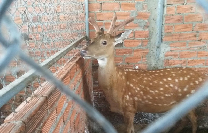 Một con hươu sao có thể cho nhung tối đa trong vòng 20 năm.