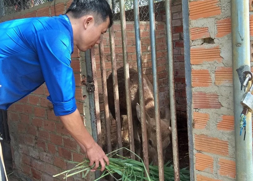 Thức ăn cho hươu sao chủ yếu là lá cây, cỏ non, các loại trái cây, chuối xanh