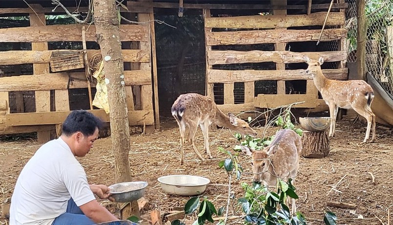 Gia đình anh Điểu Sang đi đầu chuyển đổi sang nuôi hươu lấy nhung tại xã Đồng Nai.