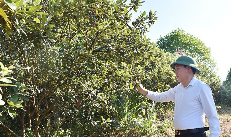 Anh Nguyễn Ngọc Bắc hiện đang sở hữu 20ha cây sim.