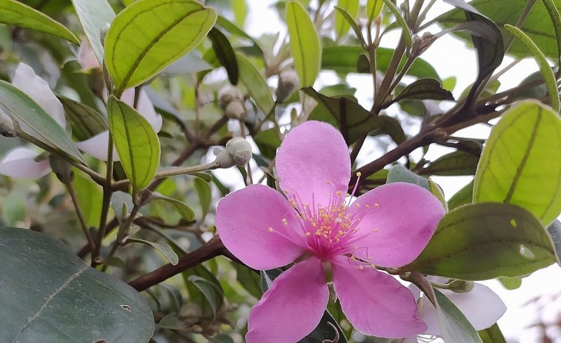 Hiện một doanh nghiệp tại Nhật Bản đang xúc tiến hợp tác để nhập khẩu hoa sim.