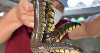 Nuôi con đặc sản dài cả mét trong 10 m2 bể xi măng, chàng trai bỏ túi 100 triệu mỗi năm