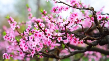 Xuân 2023 – Nghĩ về kỳ tích và nguồn cội!