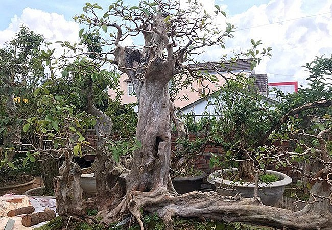 Cây ổi có dáng thế như một con rồng, thân dài 3,9m, có một thân lớn thẳng đứng như đầu rồng. Toàn bộ thân và rễ cây ổi đều nổi u cục. Thân nằm ngang tạo những đường xoắn rất đẹp.