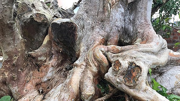 Cây ổi có thế dáng độc đáo do sống ở trong rừng lâu năm. Rễ cây bám vào các hốc đá tạo ra được những u cục. Kèm theo đó là những đường xoắn sắc nét, đẹp mắt. 