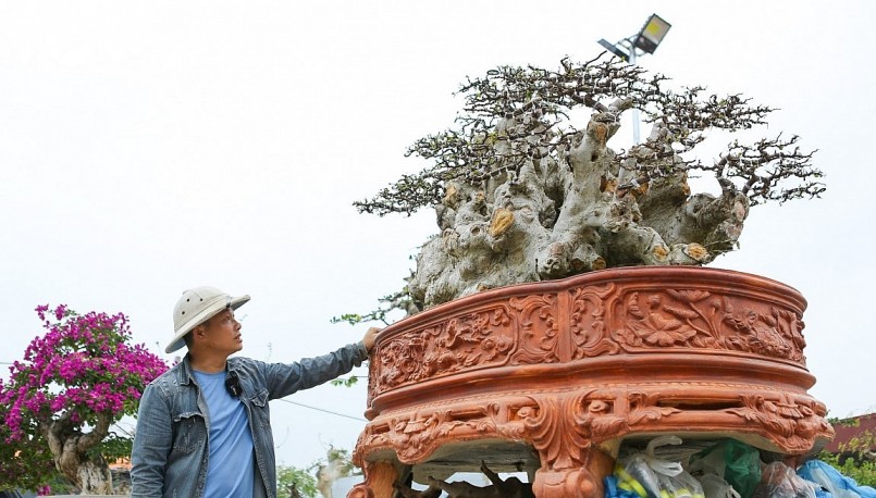 Anh Giáp tiết lộ đã chiết thành công một gốc duối cổ thụ từ phần ngọn một cây duối.