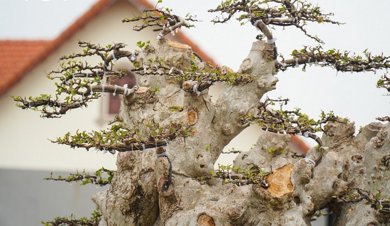 Cây duối độc lạ đã cho ra những đầu thân lên côn, sẹo.