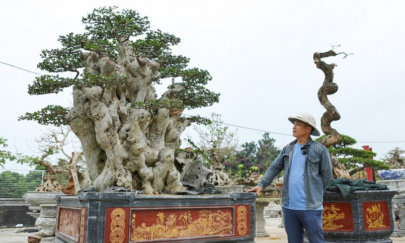 đo phần vanh bệ của cây duối độc lạ này là 3,2m.