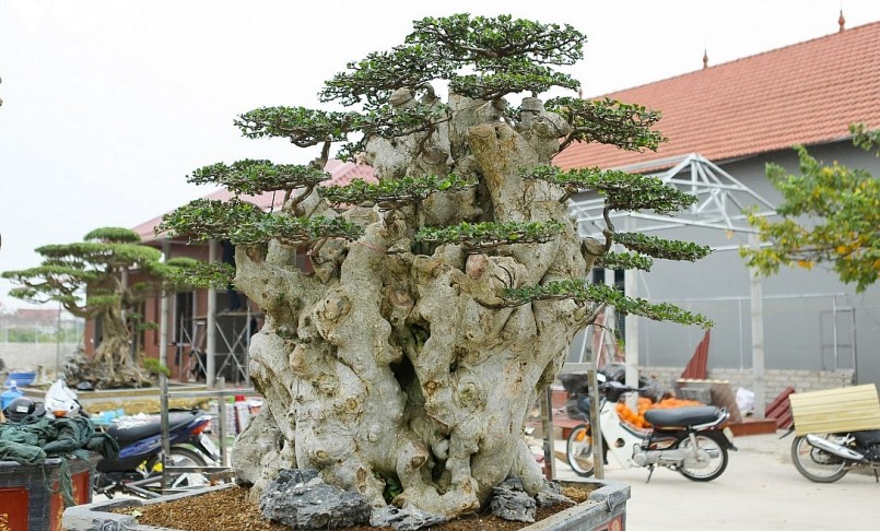 Gốc duối cổ thụ với dáng thế kỳ quái, hút tầm nhìn của người xem.