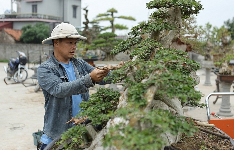 Những cành to của cây duối hàng trăm năm tuổi đã được cắt đốn để tạo ra những bông tán gọn lại theo lối tản vân.
