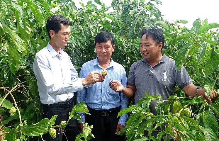 Anh Khương giới thiệu về trái nhàu