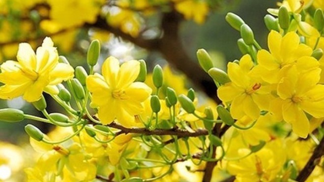 Sức bật mùa Xuân