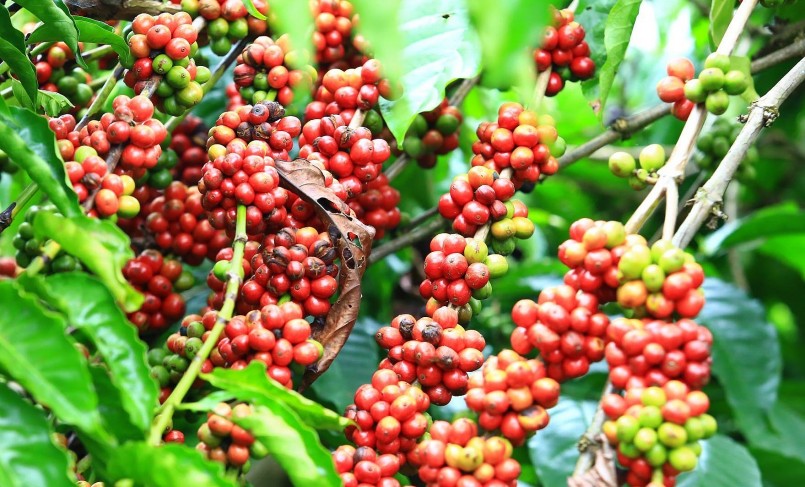 Giá nông sản hôm nay (23/1), giá cà phê robusta tại London giao tháng 3/2023 tăng hơn 1%. Giá nông sản hôm nay (23/1), giá cà phê robusta tại London giao tháng 3/2023 tăng hơn 1%.
