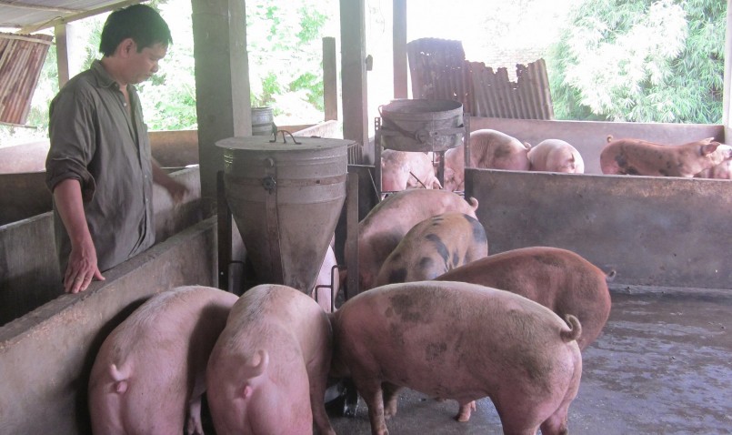 Giá heo hơi hôm nay (23/1) không ghi nhận những biến động, khi gia heo ngày tết tiếp tục duy trì trong khoảng 51.000 - 54.000 đồng/kg.