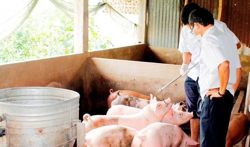 Thị trường heo hơi miền Bắc hôm nay đồng loạt đi ngang trên diện rộng. 