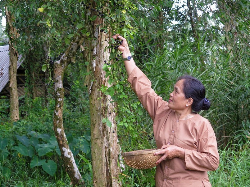 Cô Nhẫn chọn những trái giác chín về ủ rượu