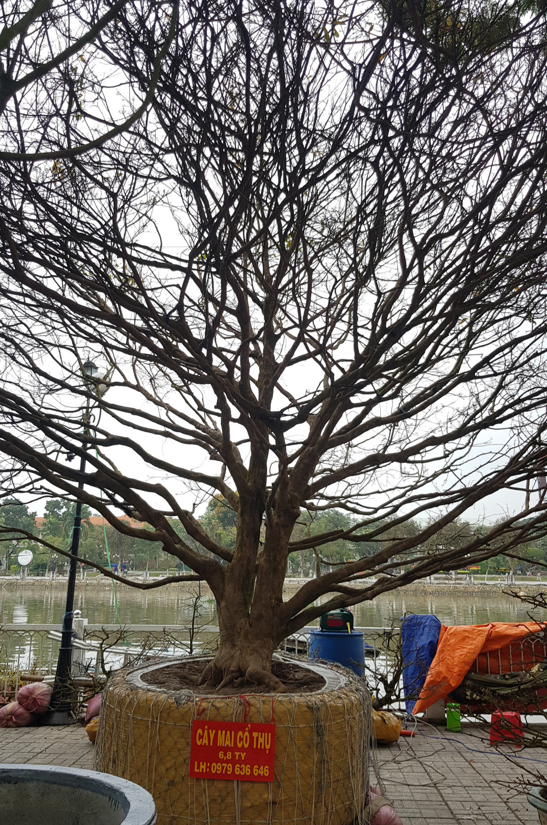 Cây mai được hét giá 6,8 tỉ đồng tại chợ hoa xuân