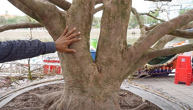 Dáng thế độc của cây mai 6.8 tỷ đồng