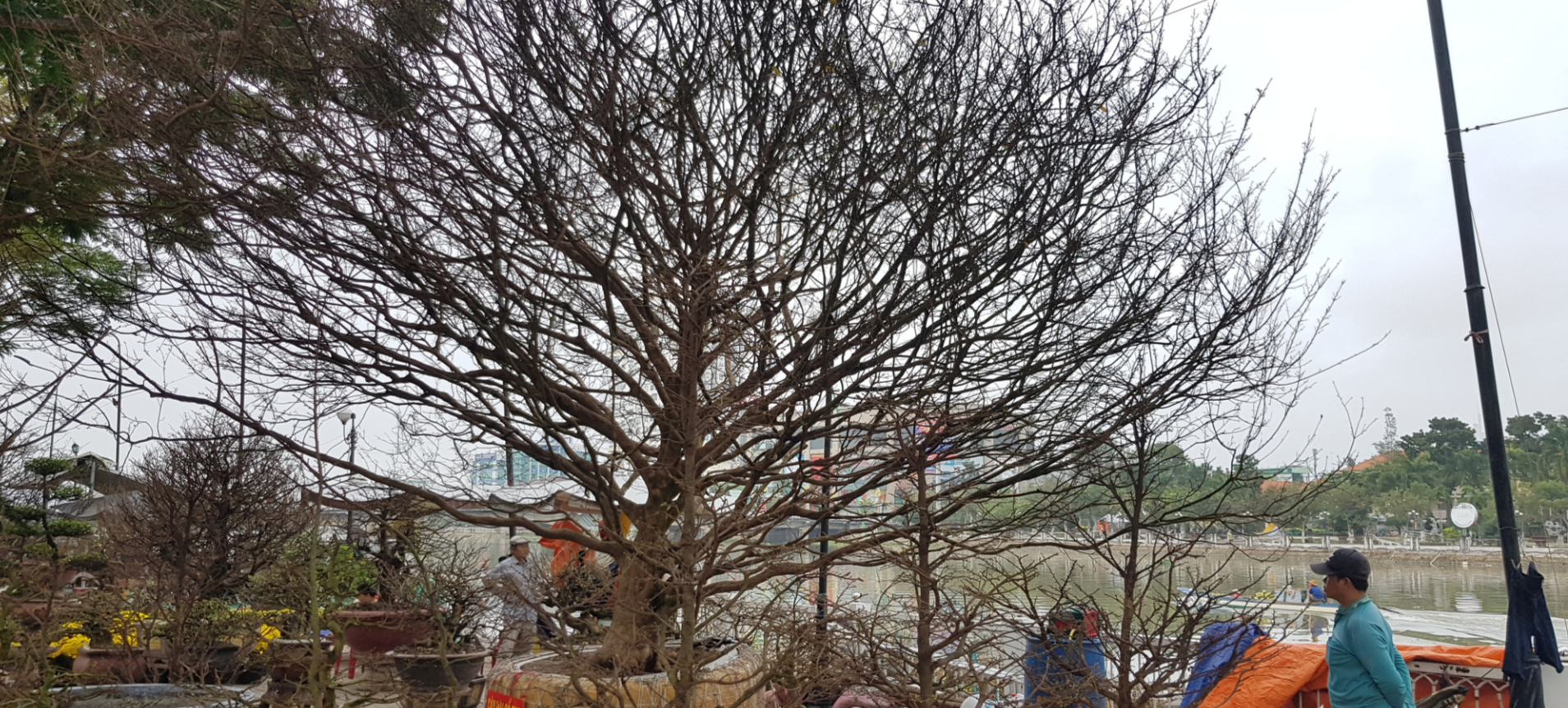 Cây mai được hét giá 6.8 tỷ đồng khiến người dân xôn xao, chủ nhân khẳng định "giá rất bình dân"