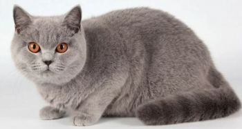 Kỹ sư tin học lộ bí quyết nuôi mèo cảnh, vừa vui mà vẫn kiếm bộn tiền dịp Tết