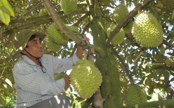 Sầu riêng bội thu Tết thêm thịnh soạn, Tiền Giang phấn đấu cấp mã số 50% diện tích