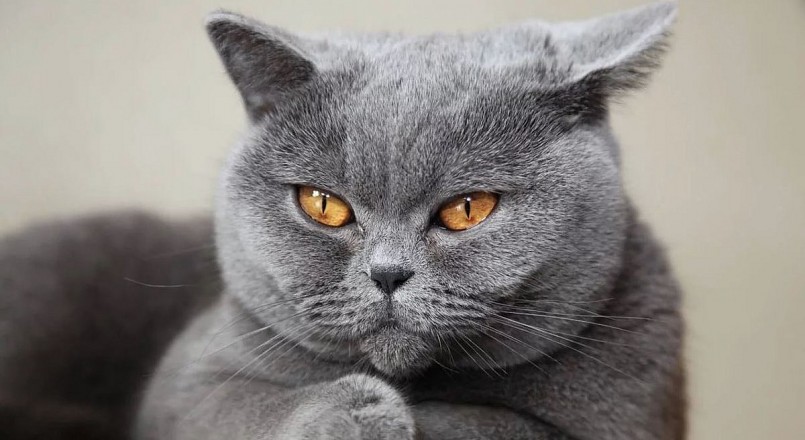 Mèo lai hoặc thuần chủng lông ngắn của nước Anh được ưa chuộng tại Việt Nam. Mèo lai hoặc thuần chủng lông ngắn của nước Anh được ưa chuộng tại Việt Nam.